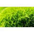 Christmas moss samana, 1 vnt (užsakoma prekė) Christmas moss samana, 1 vnt (užsakoma prekė)
